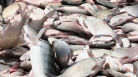 Экс-чиновники из рыбинспекции ВКО приговорены к тюремным срокам за допущение незаконного экспорта судака
