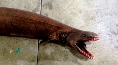 Австралийские рыбаки поймали доисторическую акулу
