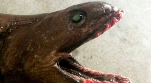 Австралийские рыбаки поймали доисторическую акулу