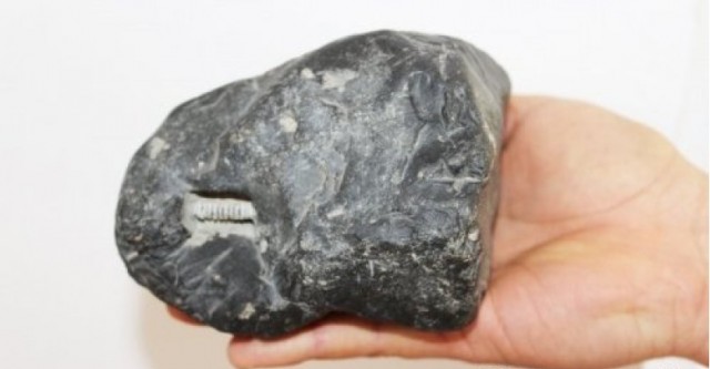 "Болт" возрастом несколько миллионов лет обнаружили в ВКО