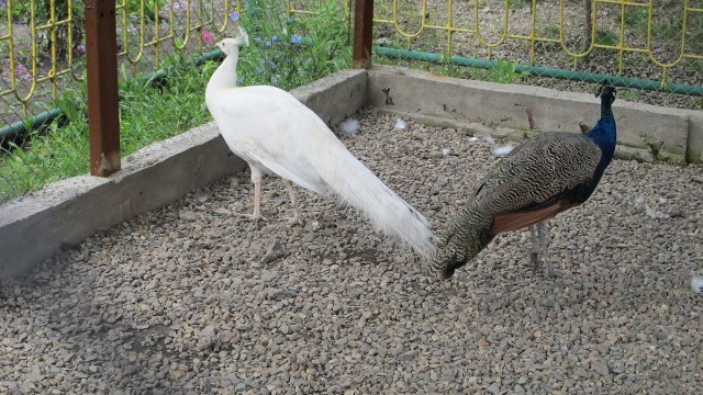 Редкие белые павлины появились в музее-заповеднике