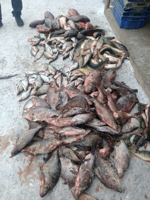 8 мешков незаконно добытой рыбы изъято у жителя Бородулихинского района